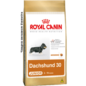 dachshund-30-junior_large