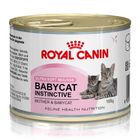 baby-cat-195